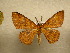  (Cyclophora Sullivan9474 - 10-CRBS-122)  @14 [ ] Unspecified (default): All Rights Reserved  Unspecified Unspecified