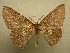  (Cyclophora ruficepsSullivan0261 - 10-CRBS-127)  @14 [ ] Unspecified (default): All Rights Reserved  Unspecified Unspecified