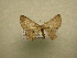  (Cyclophora Sullivan5759 - 10-CRBS-128)  @13 [ ] Unspecified (default): All Rights Reserved  Unspecified Unspecified