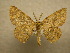  (Cyclophora Sullivan142 - 10-CRBS-142)  @11 [ ] Unspecified (default): All Rights Reserved  Unspecified Unspecified