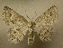  (Stenalcidia vacillaria - 10-CRBS-280)  @14 [ ] Unspecified (default): All Rights Reserved  Unspecified Unspecified