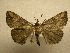  (Hypena turalis - 10-CRBS-368)  @14 [ ] Unspecified (default): All Rights Reserved  Unspecified Unspecified