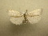  (Agylla submaculaDHJ02 - 10-CRBS-448)  @14 [ ] Unspecified (default): All Rights Reserved  Unspecified Unspecified
