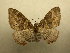  (Xanthorhoe Sullivan1663 - 10-CRBS-497)  @13 [ ] Unspecified (default): All Rights Reserved  Unspecified Unspecified