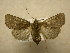  (Pseudorthodes Sullivan8093 - 10-CRBS-590)  @14 [ ] No Rights Reserved (2010) Unspecified Research Collection of J. B. Sullivan