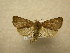  (Pseudorthodes sp. CR-2 - 10-CRBS-600)  @11 [ ] No Rights Reserved (2010) Unspecified Research Collection of J. B. Sullivan