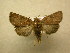  (Pseudorthodes Sullivan5928 - 10-CRBS-605)  @14 [ ] No Rights Reserved (2010) Unspecified Research Collection of J. B. Sullivan