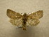 (Pseudorthodes Sullivan5927 - 10-CRBS-608)  @14 [ ] No Rights Reserved (2010) Unspecified Research Collection of J. B. Sullivan