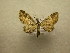  (Eupithecia Sullivan5559 - 10-CRBS-633)  @14 [ ] No Rights Reserved (2010) Unspecified Research Collection of J. B. Sullivan