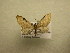  (Eupithecia Sullivan5566 - 10-CRBS-661)  @13 [ ] No Rights Reserved (2010) Unspecified Research Collection of J. B. Sullivan