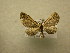  (Eupithecia Sullivan5567 - 10-CRBS-664)  @14 [ ] No Rights Reserved (2010) Unspecified Research Collection of J. B. Sullivan