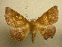  (Phyllodonta timais - 10-CRBS-779)  @15 [ ] No Rights Reserved (2010) Unspecified Research Collection of J. B. Sullivan