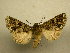 (Heterochroma fractilinea - 10-CRBS-792)  @13 [ ] No Rights Reserved (2010) Unspecified Research Collection of J. B. Sullivan