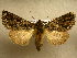  (Heterochroma lineata - 10-CRBS-806)  @14 [ ] No Rights Reserved (2010) Unspecified Research Collection of J. B. Sullivan
