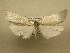  (Agylla submaculaDHJ01 - 10-CRBS-824)  @14 [ ] No Rights Reserved (2010) Unspecified Research Collection of J. B. Sullivan