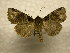  (Phosphila Sullivan5509 - 10-CRBS-1003)  @13 [ ] No Rights Reserved (2010) James Sullivan Research Collection of J. B. Sullivan