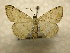  (Taeniogramma Sullivan6761 - 10-CRBS-1044)  @13 [ ] No Rights Reserved (2010) James Sullivan Research Collection of J. B. Sullivan
