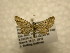  (Eupithecia Sullivan5435 - 10-CRBS-1093)  @13 [ ] No Rights Reserved (2010) James Sullivan Research Collection of J. B. Sullivan