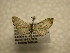  (Eupithecia sp. CR-8 - 10-CRBS-1097)  @11 [ ] No Rights Reserved (2010) James Sullivan Research Collection of J. B. Sullivan