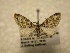  (Eupithecia Sullivan6077 - 10-CRBS-1105)  @13 [ ] No Rights Reserved (2010) James Sullivan Research Collection of J. B. Sullivan