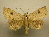  (Herminodes madrina - 10-CRBS-1192)  @15 [ ] No Rights Reserved (2010) James Sullivan Research Collection of J. B. Sullivan