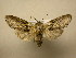  (Elaeognatha Poole02 - 10-CRBS-1200)  @13 [ ] No Rights Reserved (2010) James Sullivan Research Collection of J. B. Sullivan