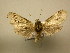  (Elaeognatha Sullivan6212 - 10-CRBS-1205)  @13 [ ] No Rights Reserved (2010) James Sullivan Research Collection of J. B. Sullivan