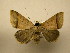  (Baniana nigracollis - 10-CRBS-1310)  @14 [ ] No Rights Reserved (2010) James Sullivan Research Collection of J. B. Sullivan