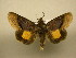  (Gonodonta Poole01 - 10-CRBS-1344)  @14 [ ] No Rights Reserved (2010) James Sullivan Research Collection of J. B. Sullivan