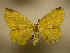  (Periclina syctariaDHJ01 - 10-CRBS-1652)  @14 [ ] No Rights Reserved (2010) James Sullivan Research Collection of J. B. Sullivan