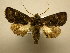  (Heterochroma bellona - 10-CRBS-1710)  @14 [ ] No Rights Reserved (2010) James Sullivan Research Collection of J. B. Sullivan