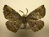  (Hygrochroma sp. CR-5 - 10-CRBS-1743)  @14 [ ] No Rights Reserved (2010) James Sullivan Research Collection of J. B. Sullivan