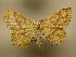  (Cyclophora silas - 10-CRBS-1796)  @14 [ ] No Rights Reserved (2010) James Sullivan Research Collection of J. B. Sullivan