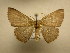  (Cyclophora BioLep5576 - 10-CRBS-1831)  @13 [ ] No Rights Reserved (2010) James Sullivan Research Collection of J. B. Sullivan