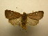  (Pseudorthodes sp. CR-7 - 10-CRBS-2080)  @11 [ ] No Rights Reserved (2010) James Sullivan Research Collection of J. B. Sullivan