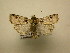  (Hampsonodes Sullivan5569 - 10-CRBS-2145)  @14 [ ] No Rights Reserved (2010) James Sullivan Research Collection of J. B. Sullivan