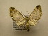  (Eupithecia Sullivan8897 - 10-CRBS-2325)  @13 [ ] No Rights Reserved (2010) James Sullivan Research Collection of J. B. Sullivan
