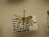  (Eupithecia Sullivan8898 - 10-CRBS-2329)  @12 [ ] No Rights Reserved (2010) James Sullivan Research Collection of J. B. Sullivan