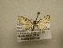  (Eupithecia Sullivan7670 - 10-CRBS-2332)  @13 [ ] No Rights Reserved (2010) James Sullivan Research Collection of J. B. Sullivan