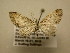  (Eupithecia Sullivan8895 - 10-CRBS-2345)  @13 [ ] No Rights Reserved (2010) James Sullivan Research Collection of J. B. Sullivan