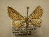  (Eupithecia Sullivan5558 - 10-CRBS-2349)  @14 [ ] No Rights Reserved (2010) James Sullivan Research Collection of J. B. Sullivan