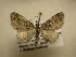  (Eupithecia Sullivan5565 - 10-CRBS-2356)  @14 [ ] No Rights Reserved (2010) James Sullivan Research Collection of J. B. Sullivan