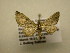  (Eupithecia Sullivan5557 - 10-CRBS-2364)  @14 [ ] No Rights Reserved (2010) James Sullivan Research Collection of J. B. Sullivan