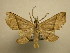  (Pterhemia excissa - 10-CRBS-2446)  @14 [ ] No Rights Reserved (2010) James Sullivan Research Collection of J. B. Sullivan