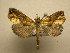  (Plusiodonta Sullivan2986 - 10-CRBS-2452)  @13 [ ] No Rights Reserved (2010) James Sullivan Research Collection of J. B. Sullivan