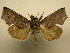  (Oraesia Sullivan2709 - 10-CRBS-2457)  @14 [ ] No Rights Reserved (2010) James Sullivan Research Collection of J. B. Sullivan