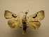  (Herminodes subclaraDHJ04 - 10-CRBS-2603)  @14 [ ] No Rights Reserved (2010) James Sullivan Research Collection of J. B. Sullivan