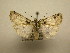  (Hampsonodes Sullivan7005 - 10-CRBS-2753)  @14 [ ] No Rights Reserved (2010) James Sullivan Research Collection of J. B. Sullivan