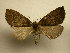  (Ischnopteris Sullivan1424 - 11-CRBS-130)  @13 [ ] No Rights Reserved (2011) JB Sullivan Research Collection of J. B. Sullivan