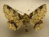  (Zale galactea - 11-CRBS-0230)  @14 [ ] No Rights Reserved  JB Sullivan Unspecified